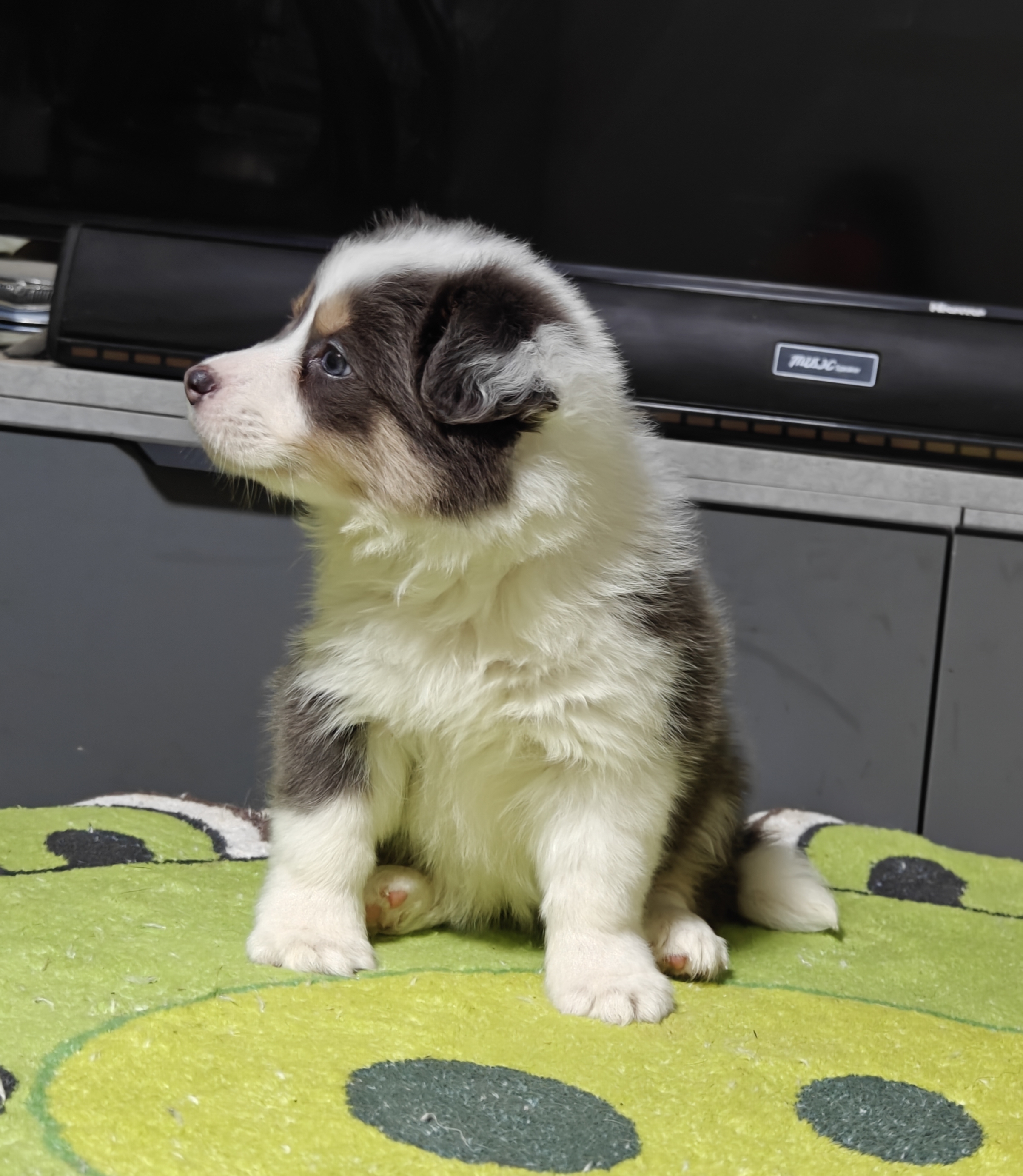 稀有蓝白三色边牧妹妹